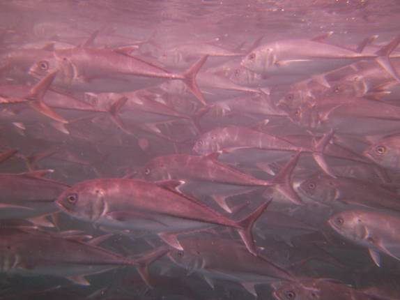 Cardume de jacks em El Bajo, ponto de mergulho em Cabo Pulmo, no sul da Baja California, Mar de Cortez, no México